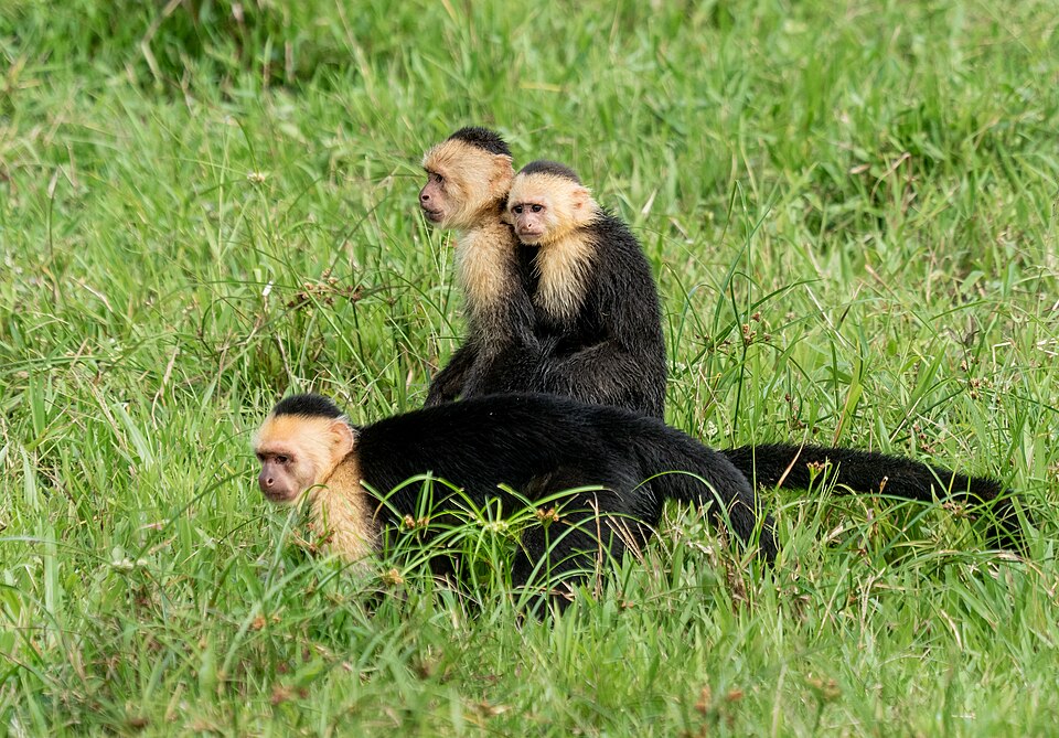 Central American White-faced Capuchin