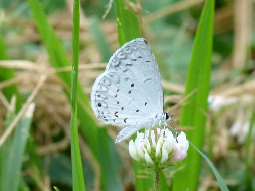 Summer Azure