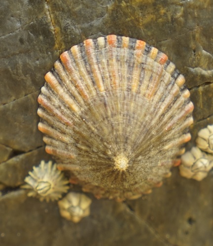 Variegated limpet
