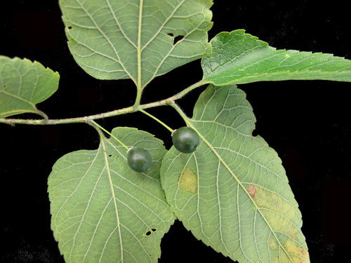Common hackberry