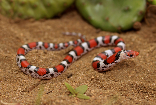 Scarletsnake