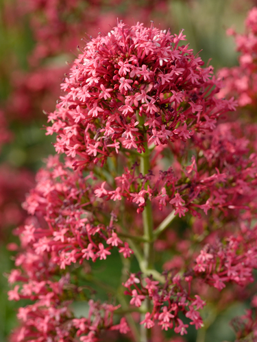 Red Valerian