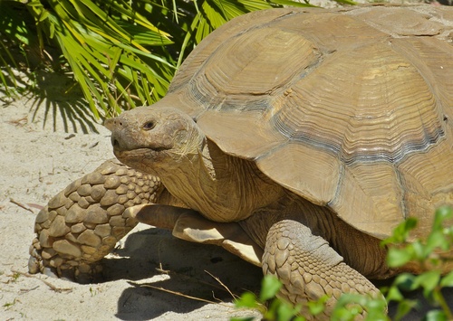 African Spurred Tortoise