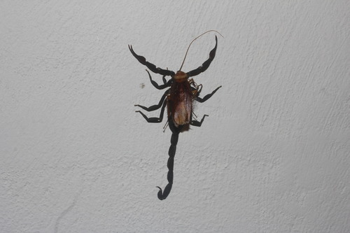 Slender Brown Scorpion