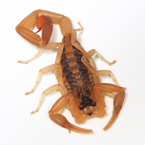 Striped Bark Scorpion