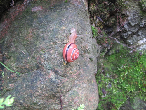 Brown-lipped Snail