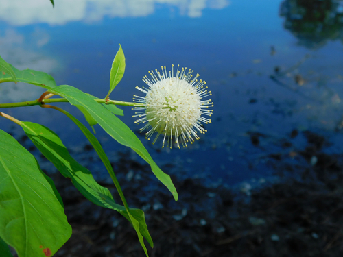 Buttonbush