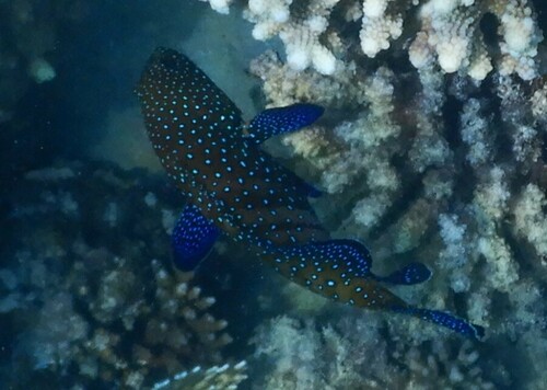 Peacock Grouper