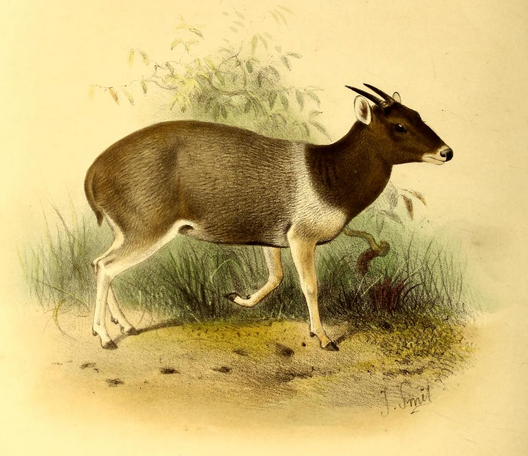 Jentink's Duiker