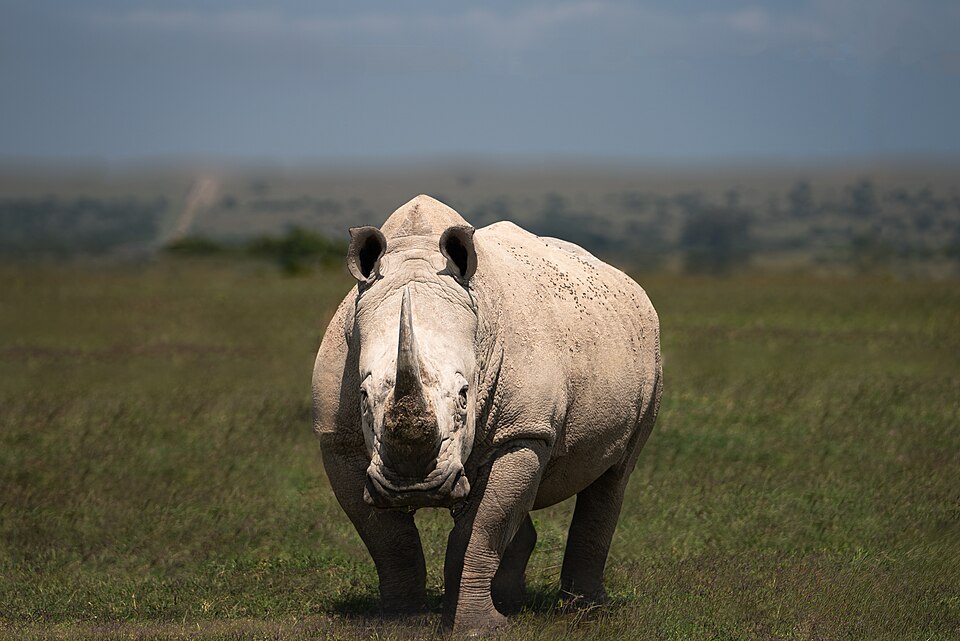 White Rhinoceros