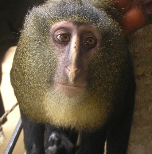 Lesula