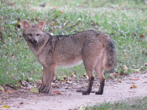 Crab-eating Fox