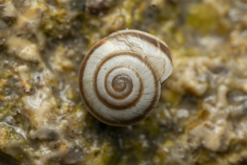 Vineyard Snail