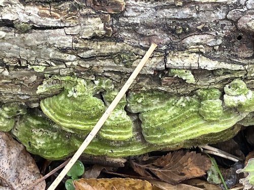 Mossy Maze Polypore