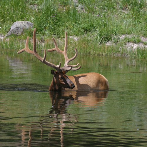 Wapiti