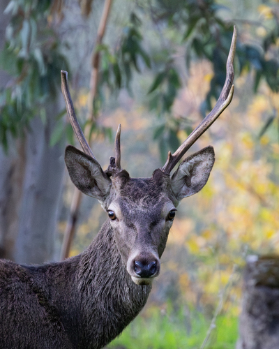 Red Deer