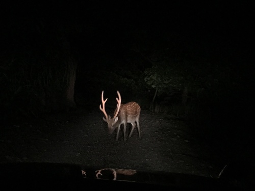 Sika Deer