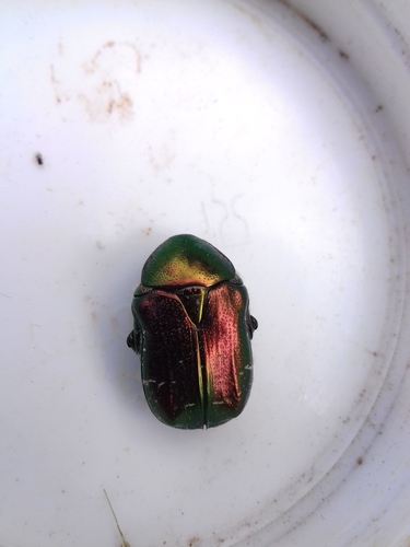 European Rose Chafer