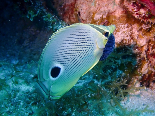 Four-eyed Butterflyfish