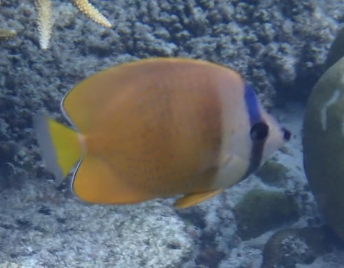 Blacklip Butterflyfish