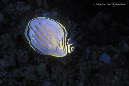 Ornate Butterflyfish