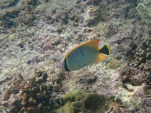 Chevron Butterflyfish