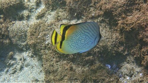 Vagabond Butterflyfish
