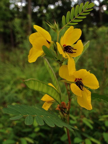 Partridge pea
