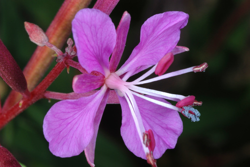 Fireweed