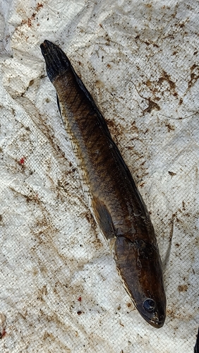 Striped Snakehead
