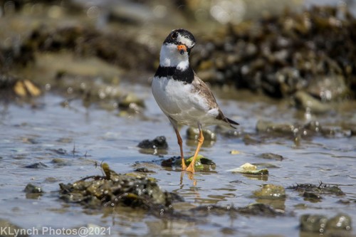 Semipalmated Plover