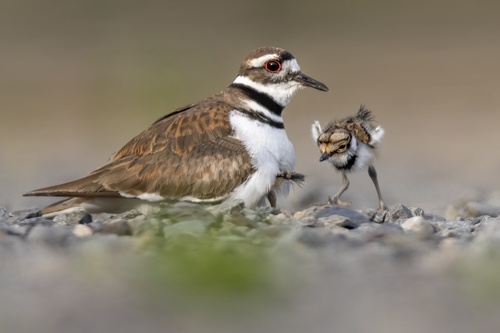 Killdeer