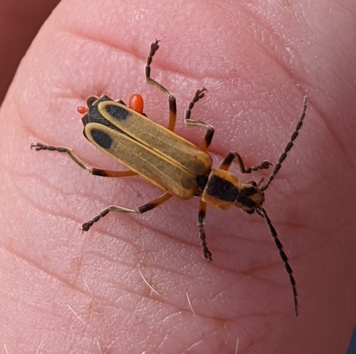 Margined Leatherwing Beetle
