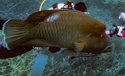 Napoleon Wrasse