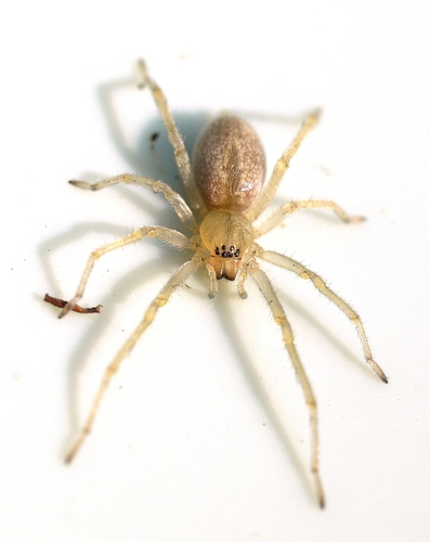 Agrarian Sac Spider