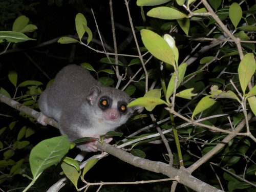 Western Fat-tailed Dwarf Lemur