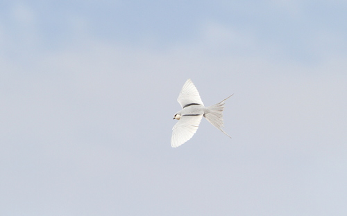 Scissor-tailed Kite
