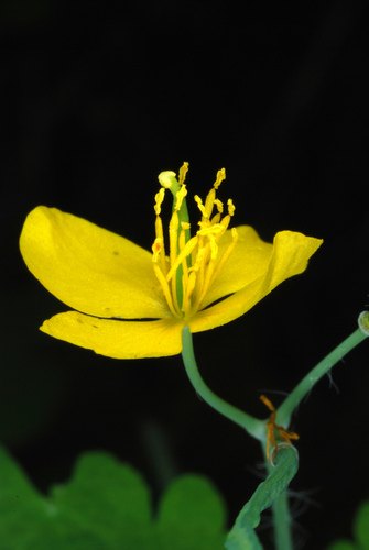 Greater celandine