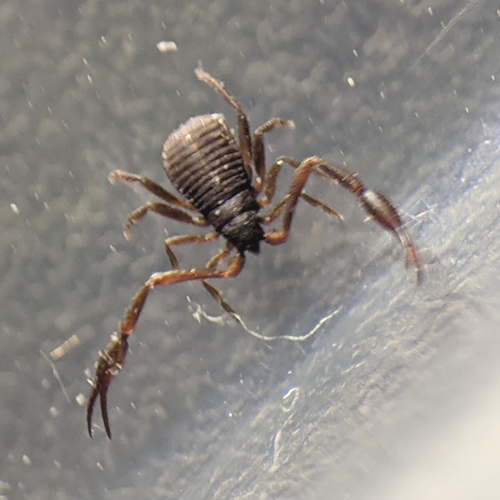 House Pseudoscorpion