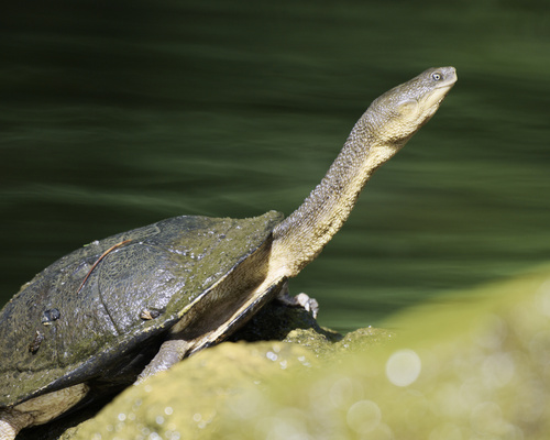 Eastern Snake-necked Turtle