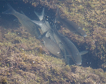 Thicklip Grey Mullet