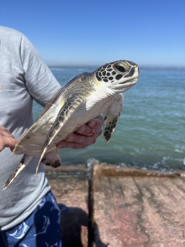 Green Sea Turtle