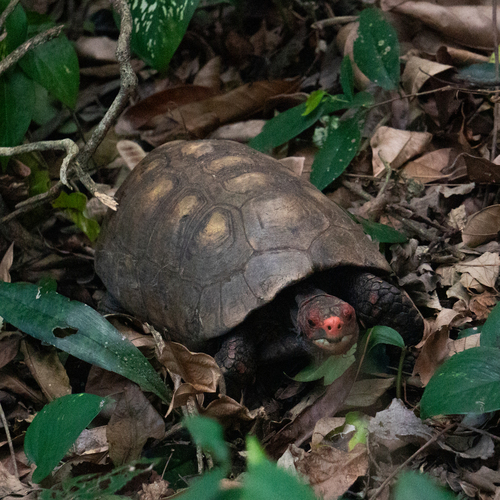Red-footed Tortoise