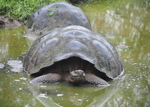 Galápagos Giant Tortoise
