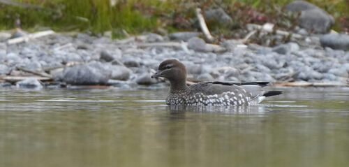 Australian Wood Duck