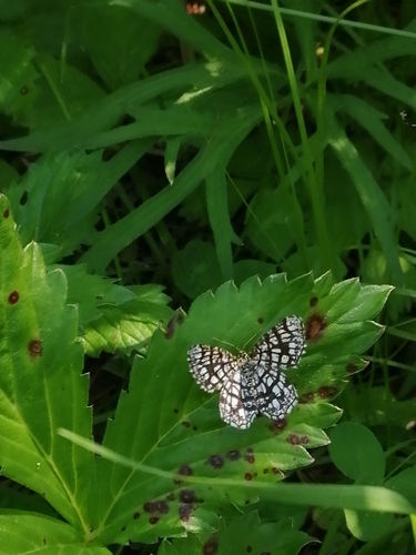 Latticed Heath