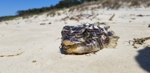 Striped Burrfish