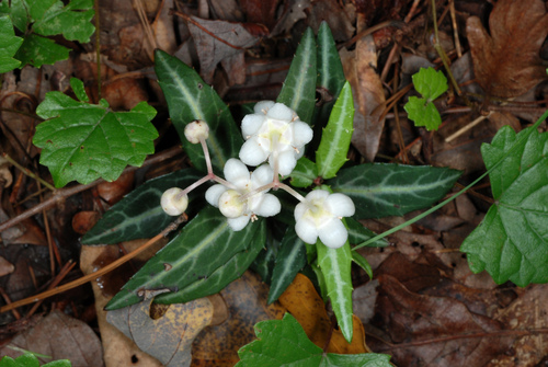 Striped wintergreen