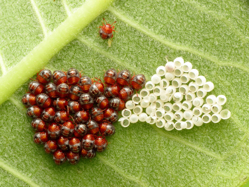 Green Stink Bug