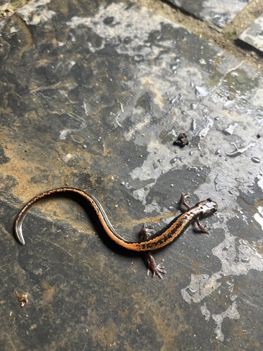 Gold-striped salamander
